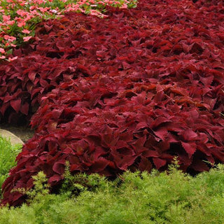 Coleus <br>COLEUS PREMIUM 'PAPRIKA'
