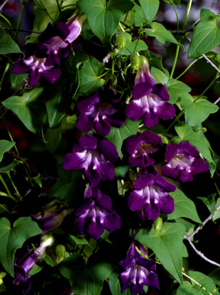 Asarina <br>PURPLE CLIMBING SNAPDRAGON