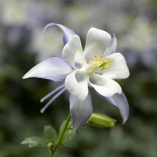 Aquilegia caerulea <br>KIRIGAMI COLUMBINE UPRIGHT FLOWERS LIGHT BLUE/WHITE