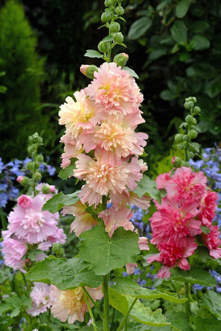 Alcea rosea <br>APRICOT CELEBRITY HOLLYHOCK