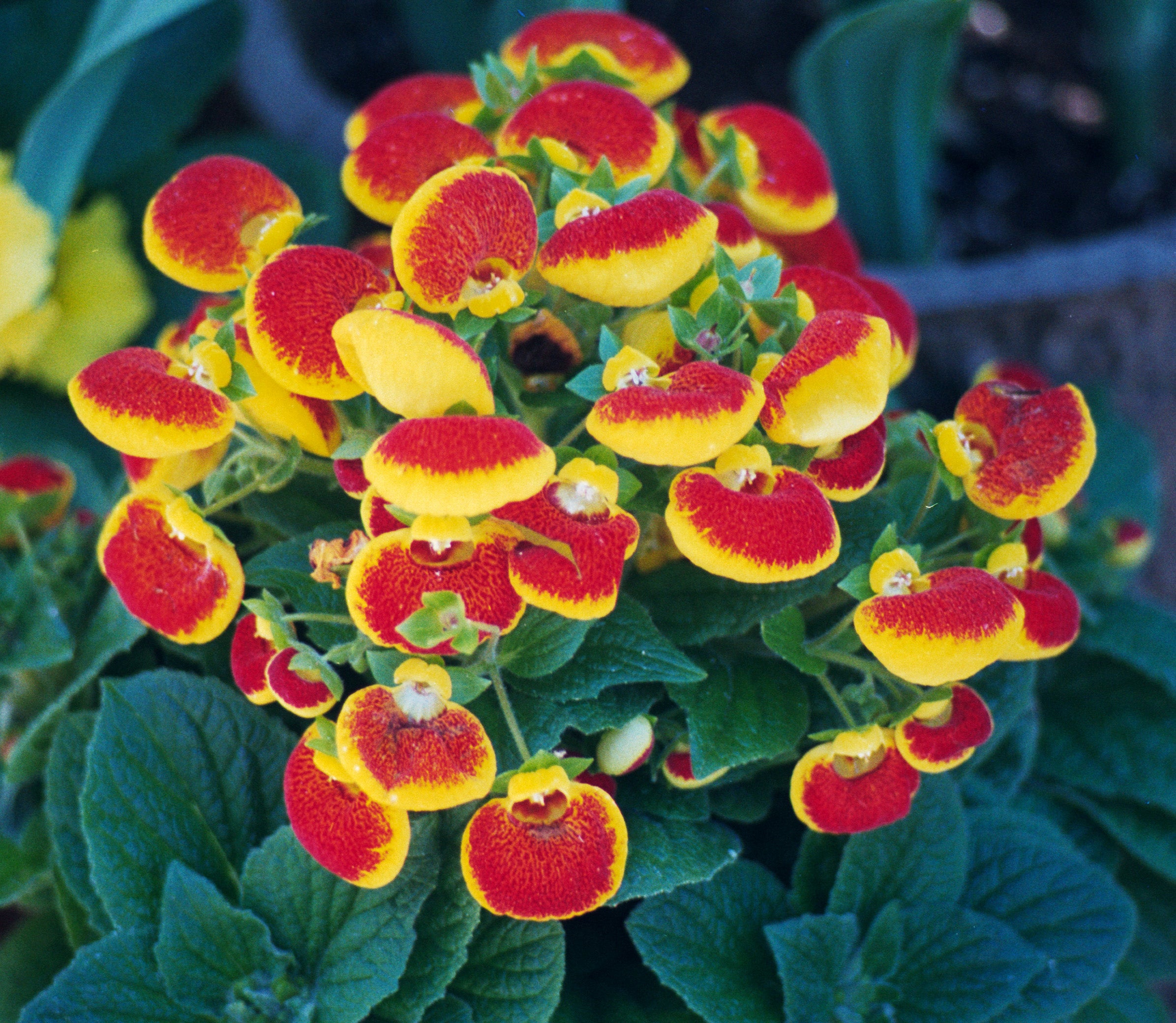 Red Yellow Calceolaria Ladys Purse Flowers Stock Photo 613008494 |  Shutterstock