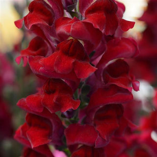 Antirrhinum <br>SNAPDRAGON RED ROCKET