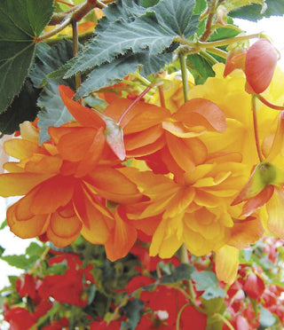 Begonia tuberhybrida <br>BEGONIA ILLUMINATION APRICOT
