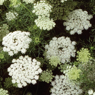Ammi majus <br>BISHOP'S FLOWER 'GREEN MIST'