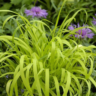 Milium effusum aureum <br>GOLDEN MILLET GRASS