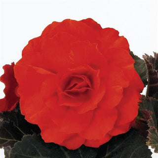Begonia tuberhybrida <br>BEGONIA MOCCA ORANGE