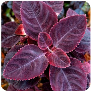 Coleus <br>COLEUS 'RUSTY RED'