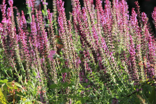 Salvia jurisicii <br>SOFT PINK JURISIC SAGE