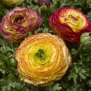 Ranunculus <br>RANUNCULUS LEMON-ROSE BICOLOR