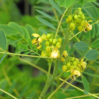 Senna hebecarpa <br>AMERICAN SENNA