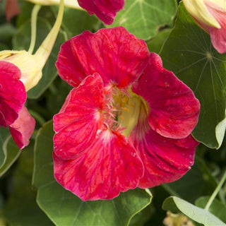 Tropaeolum minus <br>NASTURTIUM ROSE TIP TOP