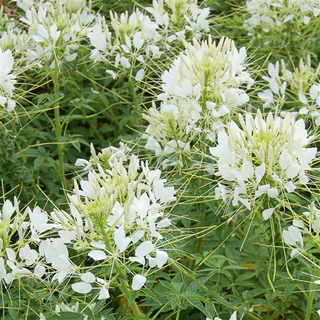 Cleome <br>SPIDER FLOWER WHITE QUEEN