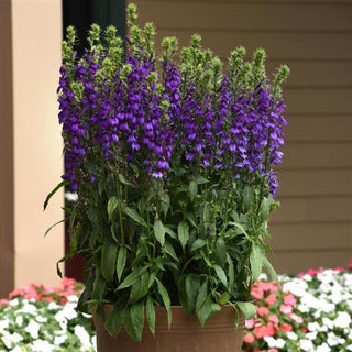 Lobelia speciosa <br>CARDINAL FLOWER 'STARSHIP BLUE'