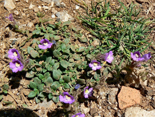 Chaenorhinum origanifolium <br>BLUE DWARF SNAPDRAGON