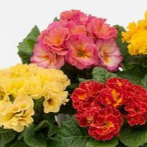 Primula vulgaris, Primula acaulis <br>PRIMROSE DOUBLE MIX