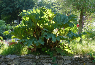 Gunnera manicata <br>GUNNERA, DINOSAUR FOOD