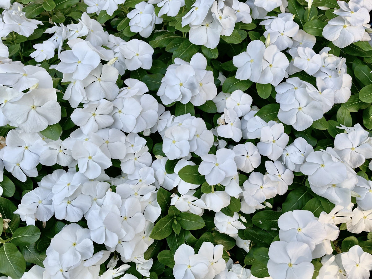 Vinca Heat Wave Raspberry Catharanthus roseus VINCA MIX 'HEATWAVE' – Ferri Seeds