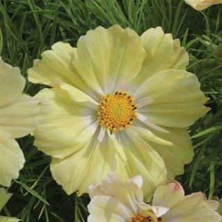 Cosmos pibinnatus <br>COSMOS LEMONADE