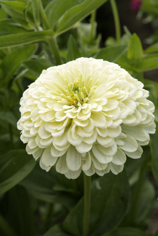 Zinnia elegans <br>ZINNIA GIANT WHITE DAHLIA-FLOWERED
