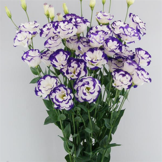 Eustoma grandiflorum <br>LISIANTHUS BLUE PICOTEE 2