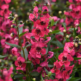 Angelonia augustifolia <br>ANGELONIA CHERRY RED