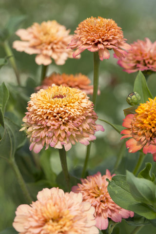 Zinnia elegans <br>PEACH CRESTO ZINNIA