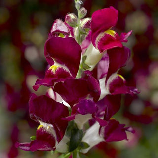 Antirrhinum <br>SNAPDRAGON BURGUNDY BICOLOR