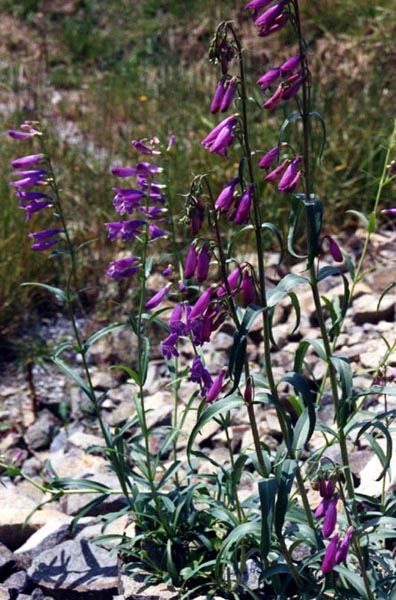 Penstemon aplinus ALPINE BEARDTONGUE – Ferri Seeds