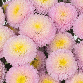 Callistephus chinensis <br>ASTER SHELL PINK BONITA