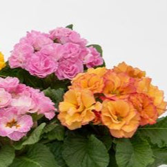 Primula vulgaris, Primula acaulis <br>PRIMROSE DOUBLE MIX