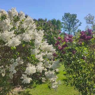 Syringa vulgaris <br>FRENCH LILAC