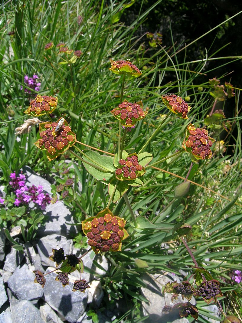 Bupleurum ranunculoides HARE'S EAR Thorow wax – Ferri Seeds