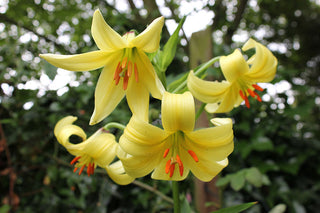 Lilium szovitsianum <br>LILY