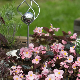 Begonia semperflorens <br>BEGONIA COCKTAIL BRANDY
