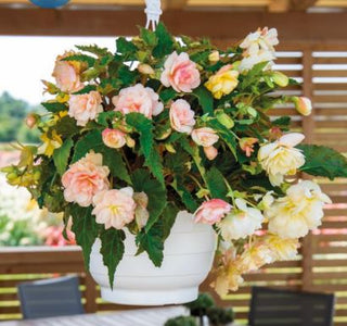 Begonia tuberhybrida <br>BEGONIA NON STOP PEACHES AND DREAMS