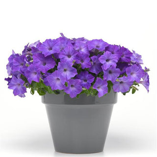 Petunia <br>PETUNIA WAVE MIX