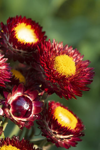 Helichrysum bracteatum <br>STRAWFLOWER RED KING SIZE