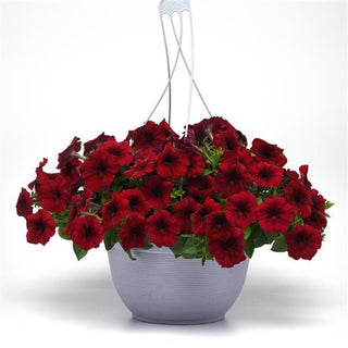 Petunia <br>PETUNIA 'EASY WAVE RED VELOUR'
