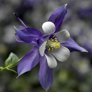 Aquilegia caerulea <br>KIRIGAMI COLUMBINE UPRIGHT FLOWERS DEEP BLUE/WHITE
