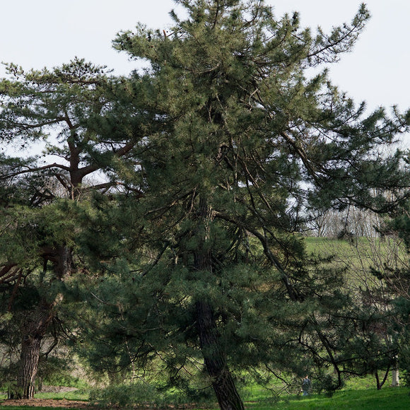 JAPANESE BLACK PINE Pinus thunbergii
