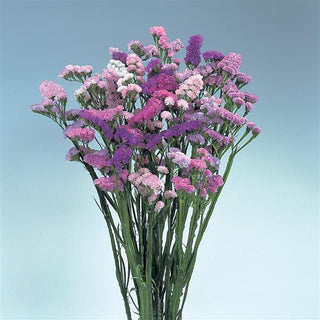 Limonium sinuatum <br>STATICE MIX