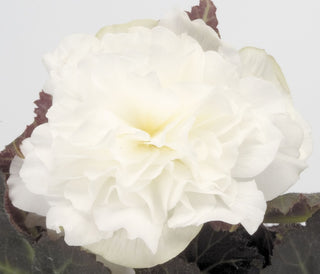 Begonia tuberhybrida <br>BEGONIA MOCCA WHITE