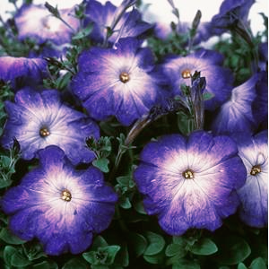 Petunia <br>PETUNIA BLUE MORN