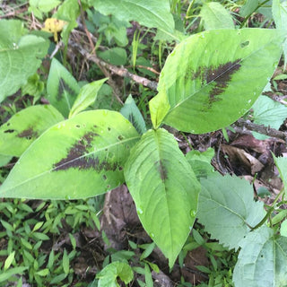 Persicaria virginiana <br>VARIEGATED VIRGINIA KNOTWEED Painters Palette