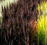 BLACK MADRAS GRASS Ornamental Rice, Oryza Sativa
