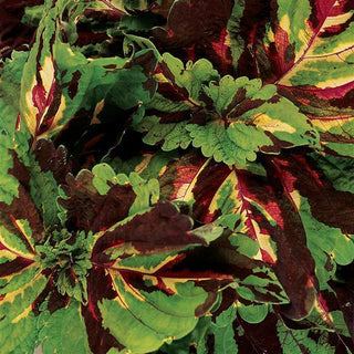 Coleus blumei <br>COLEUS KONG STRIPED MOSAIC