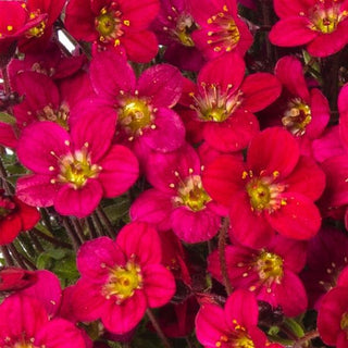 Saxifraga ardensii <br>DARK RED-ROSE MOSS ROSE, SAXIFRAGE