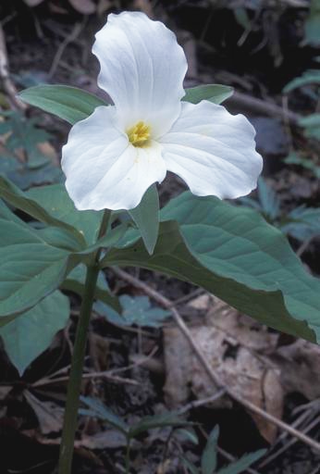 Trillium grandiflorum <br>GREAT WHITE TRILLIUM <br>Organic