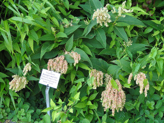 Koenigia weyrichii, Persicaria weyrichii, Polygonum weyrichii <br>CHINESE KNOTWEED