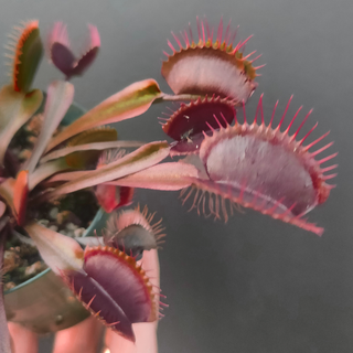 Dionaea muscipula <br>VENUS FLYTRAP TALL RED